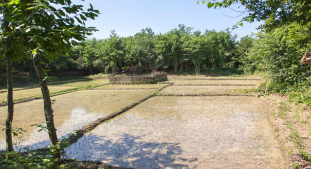 رشت
